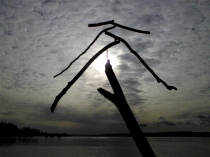 Backlit driftwood sculpture /Lincoln Park, by Sky Darwin