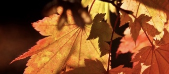 autumn_leaves_5-t2